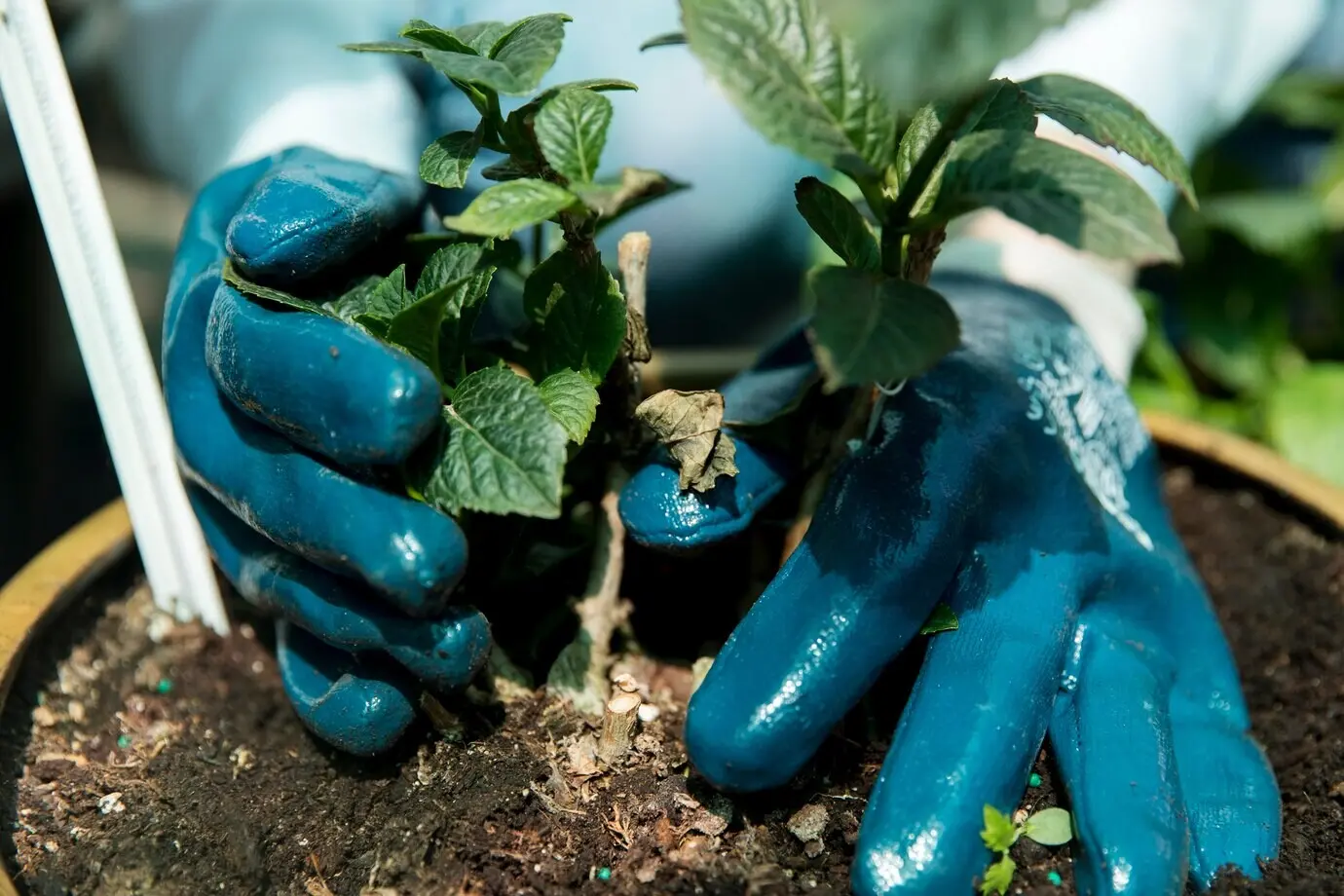 Eine Frau arbeitet allein in einem nachhaltigen Gewächshaus.